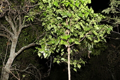 Barklya syringifolia