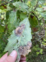 Cristulariella