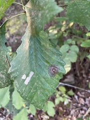 Cristulariella
