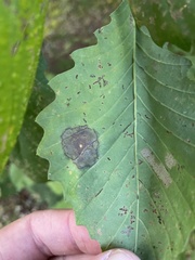 Cristulariella