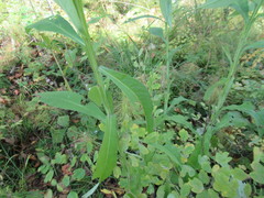 Saussurea parviflora