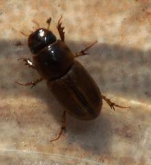 Aphodiini