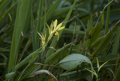 Canna glauca