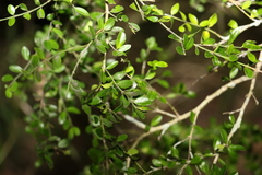 Everistia vacciniifolia nervosa
