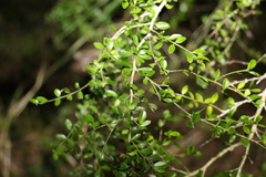 Everistia vacciniifolia nervosa