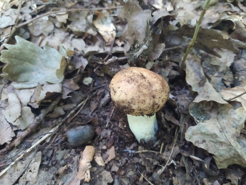 Russula foetens — (c) Анна Кириченко, some rights reserved (CC BY)