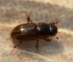Aphodiini