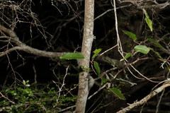 Everistia vacciniifolia nervosa