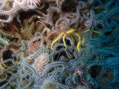 Ophiothrix fragilis