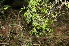 Everistia vacciniifolia nervosa