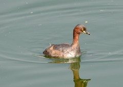 Tachybaptus ruficollis