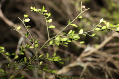Everistia vacciniifolia nervosa