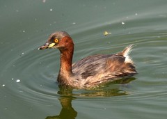 Tachybaptus ruficollis