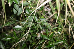 Citrus australis