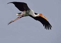 Mycteria leucocephala