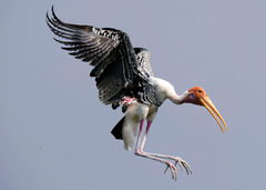 Mycteria leucocephala