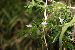 Citrus australis