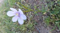 Moraea polyanthos