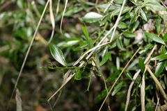 Citrus australis