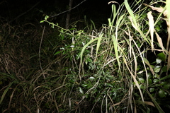 Citrus australis