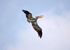 Mycteria leucocephala