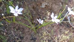 Moraea polyanthos