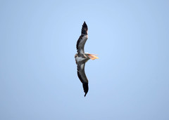 Mycteria leucocephala