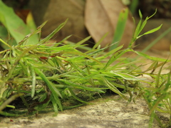 Najas guadalupensis