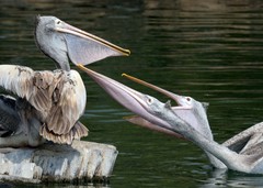 Pelecanus philippensis