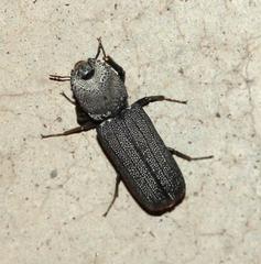 Bostrychoplites cornutus