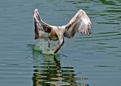 Pelecanus philippensis