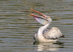 Pelecanus philippensis