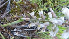 Lachenalia latimerae