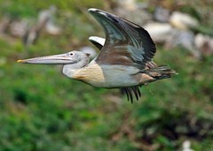 Pelecanus philippensis