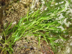 Najas guadalupensis