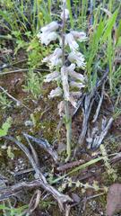 Lachenalia latimerae