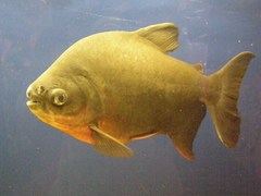 Piaractus brachypomus