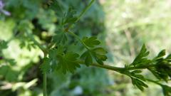 Fumaria muralis muralis