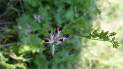 Fumaria muralis muralis