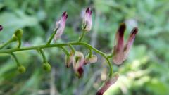 Fumaria muralis muralis