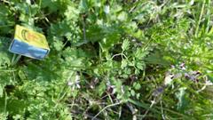 Fumaria muralis muralis