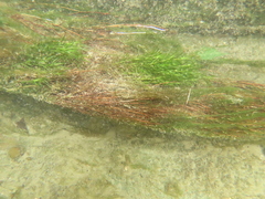 Najas guadalupensis