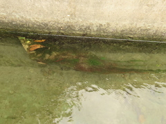 Najas guadalupensis