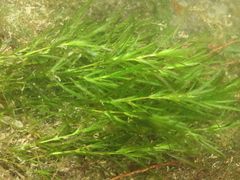Najas guadalupensis