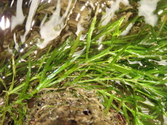 Najas guadalupensis