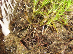 Najas guadalupensis