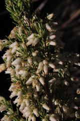 Erica caffra caffra