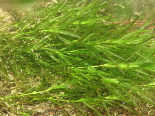 Image of Najas guadalupensis by (c) chiuluan, some rights reserved (CC BY)
