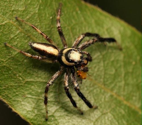 Vicirionessa mustela