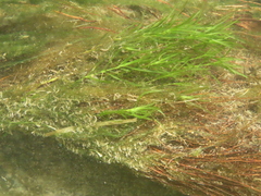 Najas guadalupensis